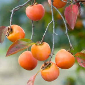 Persimmon Trees Live Plants - 10 Rooted Plants 6-12 Inch Fruit Tree