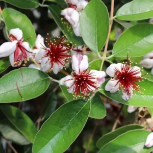 Pineapple Guava Plant Tropical Fruit Tree - 4-6 Inch Sapling