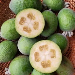 Pineapple Guava Plant Tropical Fruit Tree - 4-6 Inch Sapling