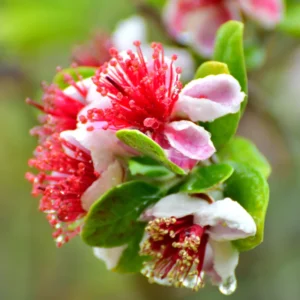 Pineapple Guava Trees - 3-5 Inch - Feijoa Plant - Set of 3