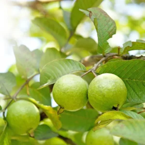 Pink Guava Plant Live 6-8 Inch - Grow Your Own Guava Fruit
