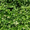 Privet Hedge Plants Live - 20 Bare Root Shrubs - 1 Foot Tall - Privacy Hedges