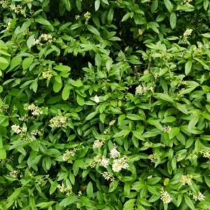 Privet Hedge Plants Live - 20 Bare Root Shrubs - 1 Foot Tall - Privacy Hedges