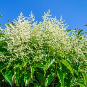 Privet Hedge Plants Live - 20 Bare Root Shrubs - 1 Foot Tall - Privacy Hedges