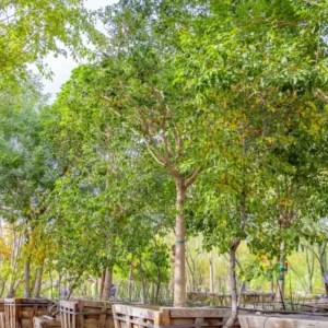 Privet Hedge Plants Live - 20 Bare Root Shrubs - 1 Foot Tall - Privacy Hedges