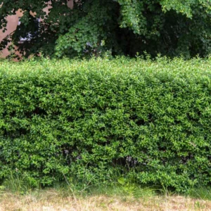 Privet Hedge Plants Live - 20 Bare Root Shrubs - 1 Foot Tall - Privacy Hedges