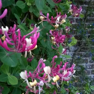 Purple Honeysuckle Vine Plant Lonicera Japonica - 3-5 Inch Flowering Vine