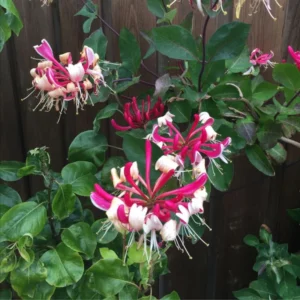 Purple Honeysuckle Vine Plant Lonicera Japonica - 3-5 Inch Flowering Vine