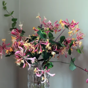 Purple Honeysuckle Vine Plant Lonicera Japonica - 3-5 Inch Flowering Vine