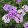Purple Verbena Flower Plants, Trailing Perennial, 5-7'' Tall - 2 Pack