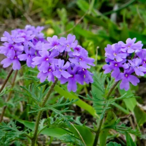 Purple Verbena Flower Plants, Trailing Perennial, 5-7'' Tall - 2 Pack