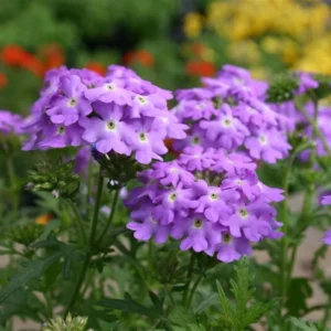 Purple Verbena Flower Plants, Trailing Perennial, 5-7'' Tall - 2 Pack