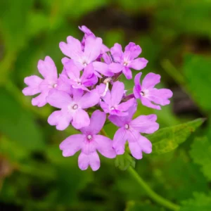 Purple Verbena Flower Plants, Trailing Perennial, 5-7'' Tall - 2 Pack