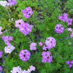 Purple Verbena Flower Plants, Trailing Perennial, 5-7'' Tall - 2 Pack