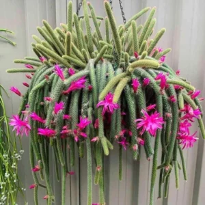Rat Tail Cactus Succulent Plant 2 inch Pot Unique Home Decor