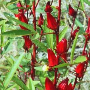 Red Roselle Live Plant - Hibiscus Sabdariffa - 5-7 Inch Tall Starter Plant