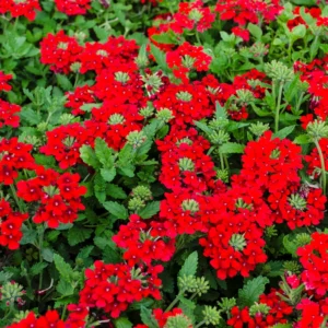 Red Verbena Flower Plants - 2 Trailing Perennial Verbena, 5-7'' Tall
