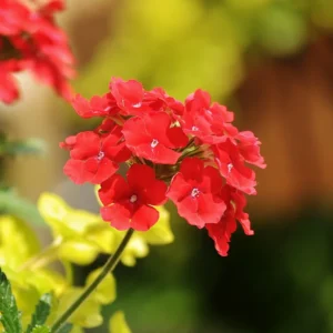 Red Verbena Flower Plants - 2 Trailing Perennial Verbena, 5-7'' Tall