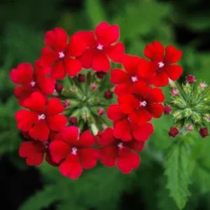 Red Verbena Flower Plants - 2 Trailing Perennial Verbena, 5-7'' Tall