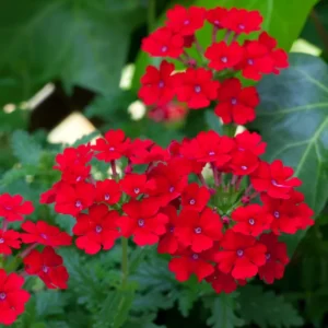 Red Verbena Flower Plants - 2 Trailing Perennial Verbena, 5-7'' Tall