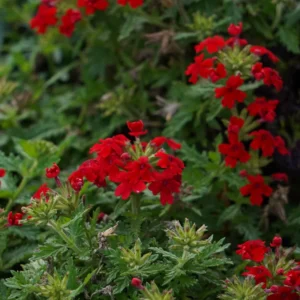 Red Verbena Flower Plants - 2 Trailing Perennial Verbena, 5-7'' Tall