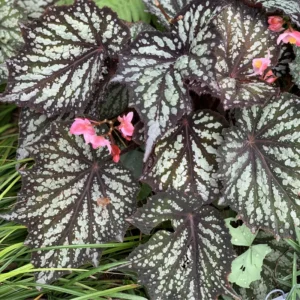 Summer Storm Begonia Plant - Indoor Houseplant 4-7'' Tall - Unique Foliage
