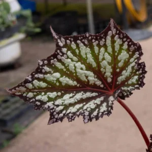 Summer Storm Begonia Plant - Indoor Houseplant 4-7'' Tall - Unique Foliage