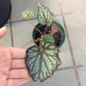 Summer Storm Begonia Plant - Indoor Houseplant 4-7'' Tall - Unique Foliage
