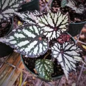 Summer Storm Begonia Plant - Indoor Houseplant 4-7'' Tall - Unique Foliage