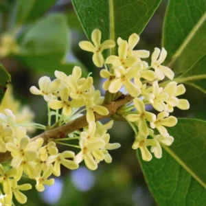 Sweet Olive Osmanthus Plant - Fragrant Tea Rooted Plant 4-6 Inch