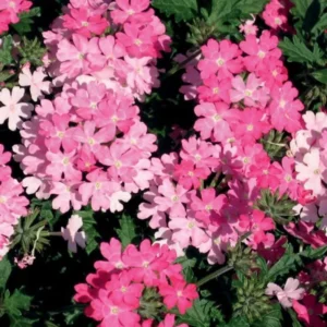 Trailing Pink Verbena Flower Plants - Perennial, 5-7'' Tall