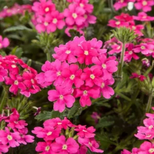 Trailing Pink Verbena Flower Plants - Perennial, 5-7'' Tall