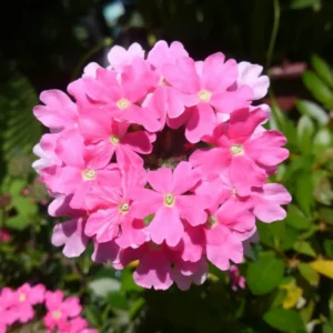 Trailing Pink Verbena Flower Plants - Perennial, 5-7'' Tall