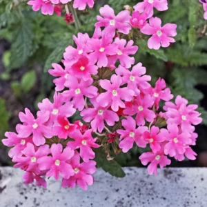 Trailing Pink Verbena Flower Plants - Perennial, 5-7'' Tall