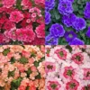Trailing Verbena Flower Plants - Mixed Colors, 5-7'' Perennial