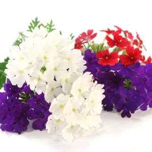 Trailing Verbena Flower Plants - Mixed Colors, 5-7'' Perennial