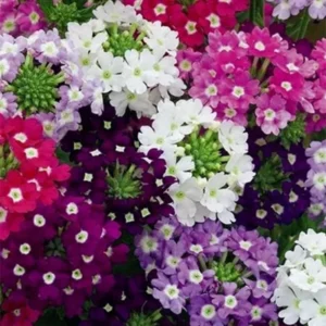 Trailing Verbena Flower Plants - Mixed Colors, 5-7'' Perennial