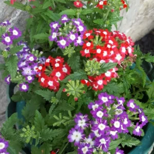 Trailing Verbena Flower Plants - Mixed Colors, 5-7'' Perennial