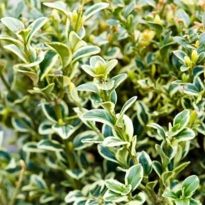 Variegated Boxwood Plant Evergreen Shrub 3-5 Inch - Ornamental Hedge