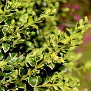 Variegated Boxwood Plant Evergreen Shrub 3-5 Inch - Ornamental Hedge