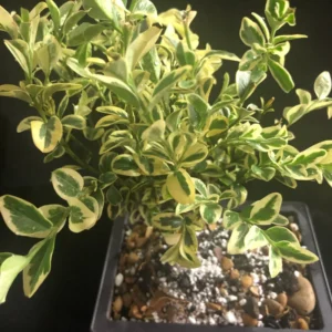 Variegated Boxwood Plant Evergreen Shrub 3-5 Inch - Ornamental Hedge