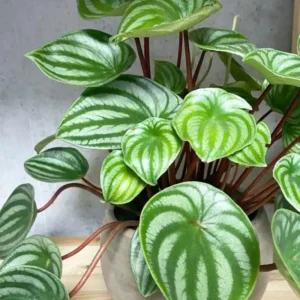 Watermelon Peperomia Plant - 4 Inch Potted Indoor Plant