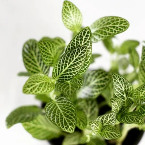 White Nerve Fittonia Plant 2 inch Pot Indoor Houseplant