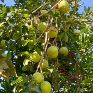 White Sapodilla Tree Seedling - 6-8 Inch Sapote Fruit Tree