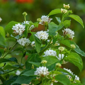 White Trailing Lantana Live Plant 3-Pack 4-6 Inch Flowering Ground Cover