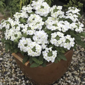 White Verbena Flower Plants - Trailing Verbena Perennial, 5-7'' Tall, Set of 2