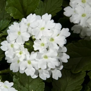White Verbena Flower Plants - Trailing Verbena Perennial, 5-7'' Tall, Set of 2