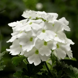 White Verbena Flower Plants - Trailing Verbena Perennial, 5-7'' Tall, Set of 2
