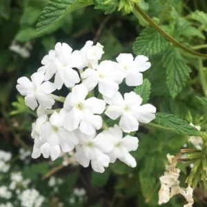 White Verbena Flower Plants - Trailing Verbena Perennial, 5-7'' Tall, Set of 2