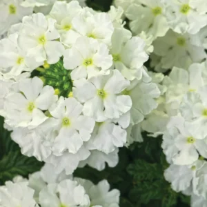 White Verbena Flower Plants - Trailing Verbena Perennial, 5-7'' Tall, Set of 2